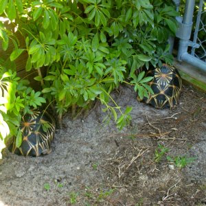 ALDABRA BREEDER