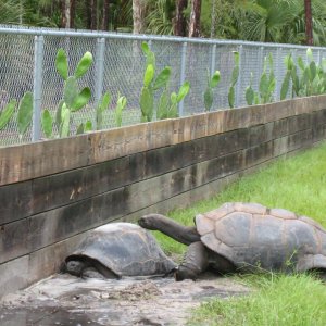ALDABRA BREEDER