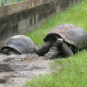 ALDABRA BREEDER