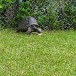 ALDABRA BREEDER