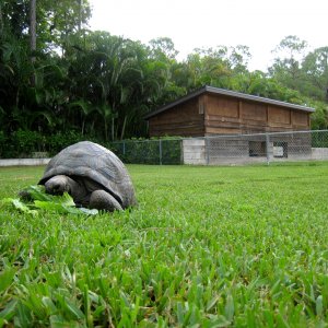 ALDABRA BREEDER