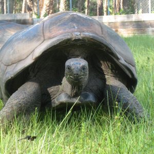 ALDABRA BREEDER