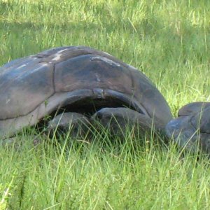 ALDABRA BREEDER