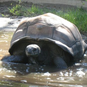 ALDABRA BREEDER