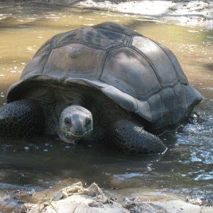 ALDABRA BREEDER