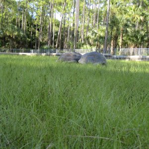 ALDABRA BREEDER