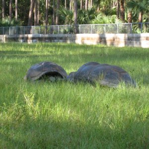 ALDABRA BREEDER