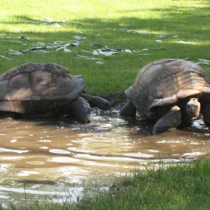 ALDABRA BREEDER