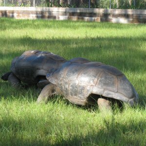 ALDABRA BREEDER