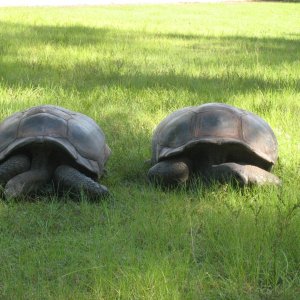 ALDABRA BREEDER