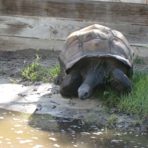 ALDABRA BREEDER
