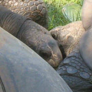 ALDABRA BREEDER