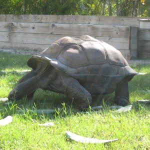 ALDABRA BREEDER