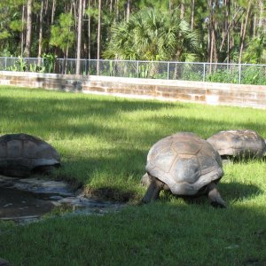 ALDABRA BREEDER