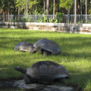 ALDABRA BREEDER