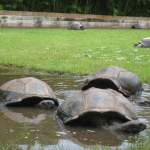 ALDABRA BREEDER