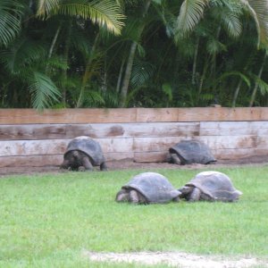 ALDABRA BREEDER