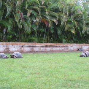 ALDABRA BREEDER