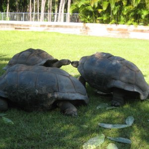 ALDABRA BREEDER