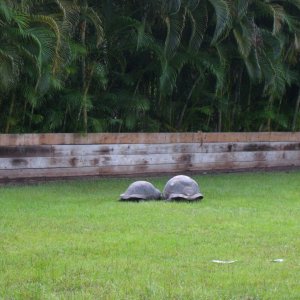 ALDABRA BREEDER