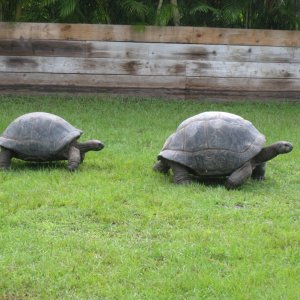 ALDABRA BREEDER