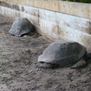 ALDABRA BREEDER