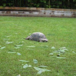 ALDABRA BREEDER