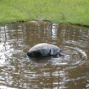 ALDABRA BREEDER