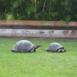ALDABRA BREEDER