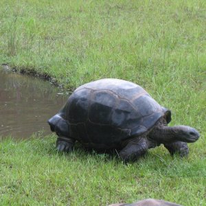 ALDABRA BREEDER