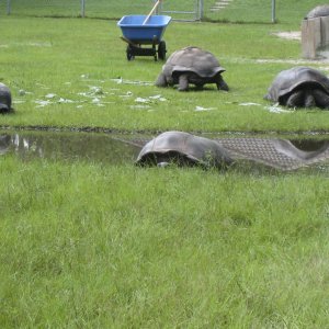 ALDABRA BREEDER
