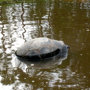 ALDABRA BREEDER