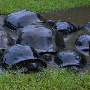 ALDABRA BREEDER