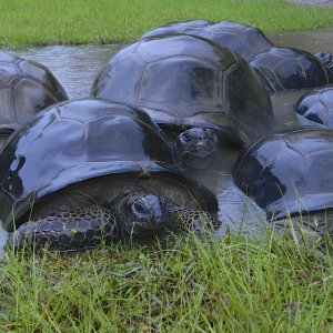 ALDABRA BREEDER
