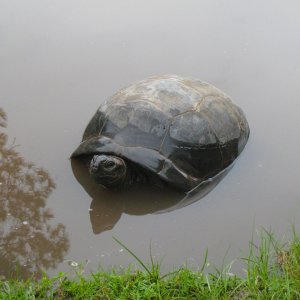 ALDABRA BREEDER