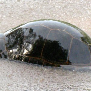 ALDABRA BREEDER
