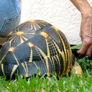 ALDABRA BREEDER