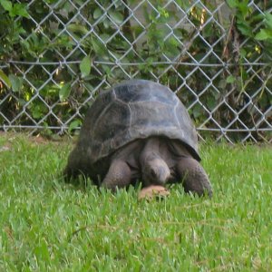 ALDABRA BREEDER