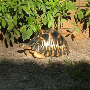 ALDABRA BREEDER