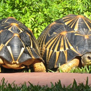 ALDABRA BREEDER