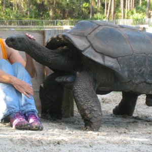 ALDABRA BREEDER