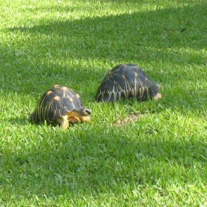 ALDABRA BREEDER