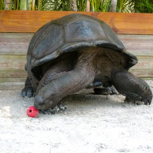 ALDABRA BREEDER