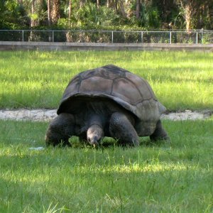 ALDABRA BREEDER