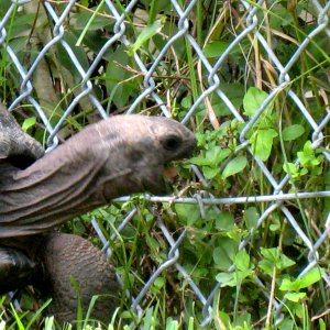 ALDABRA BREEDER