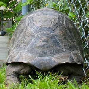 ALDABRA BREEDER