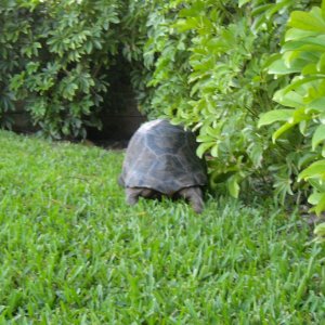 ALDABRA BREEDER