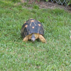 ALDABRA BREEDER