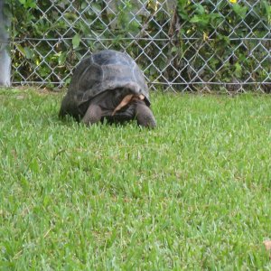 ALDABRA BREEDER