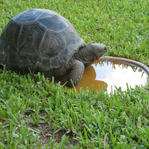 ALDABRA BREEDER